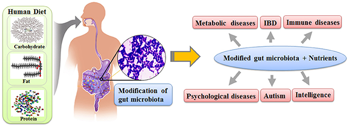 human gut microbiota