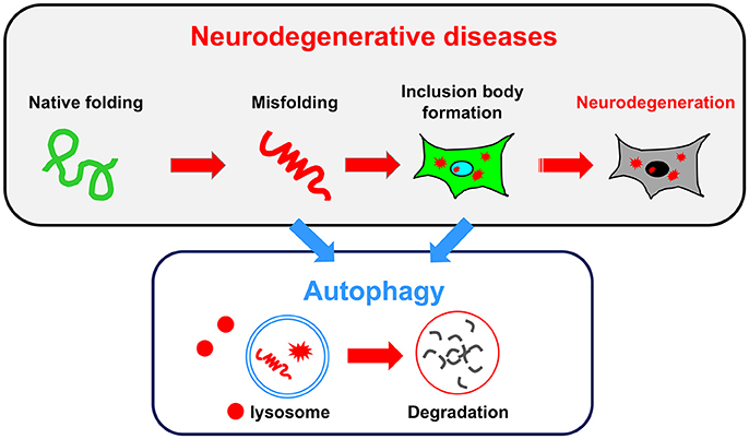Neuronal autophagy and neurodegenerative diseases