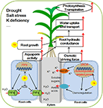 Frontiers | How Does Silicon Mediate Plant Water Uptake and Loss Under ...