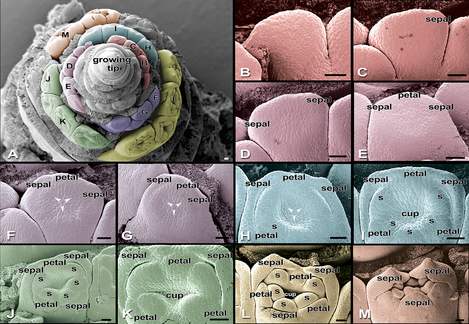 How Do Banana Flowers Develop? · Frontiers for Young Minds