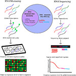 Frontiers | RNA-Sequencing of Primary Retinoblastoma Tumors Provides ...