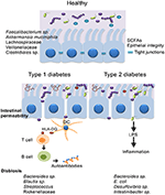 Frontiers | Gut Microbiota, Host Organism, and Diet Trialogue in ...