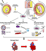 Frontiers | Cardiac Restoration Stemming From the Placenta Tree ...