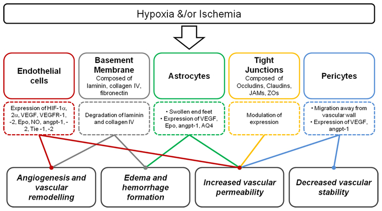 Frontiers | Vulnerability of the developing brain to hypoxic-ischemic ...