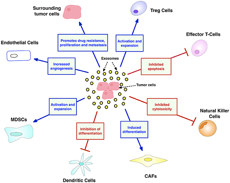Frontiers | Immuno-Oncology: Emerging Targets and Combination