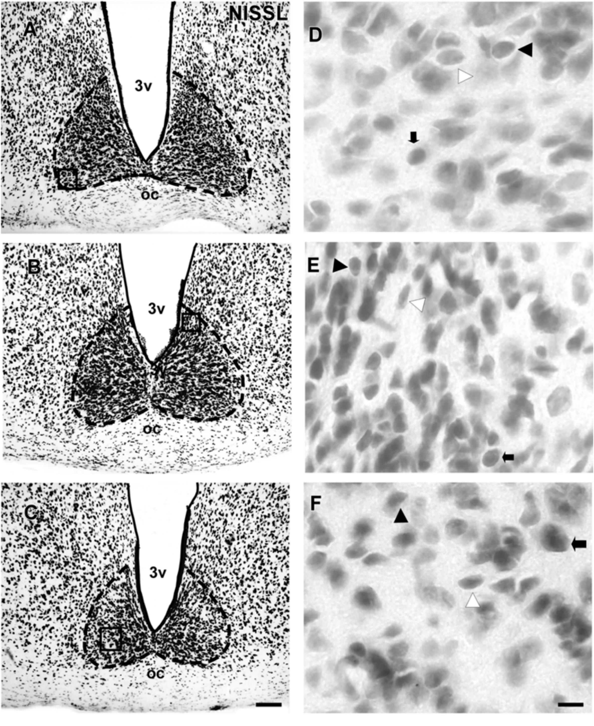 Frontiers | The Suprachiasmatic Nucleus and the Intergeniculate Leaflet