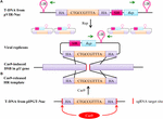 Frontiers | Homology-Directed Repair of a Defective Glabrous Gene in ...