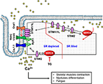 Frontiers | The Complex Role of Store Operated Calcium Entry Pathways ...