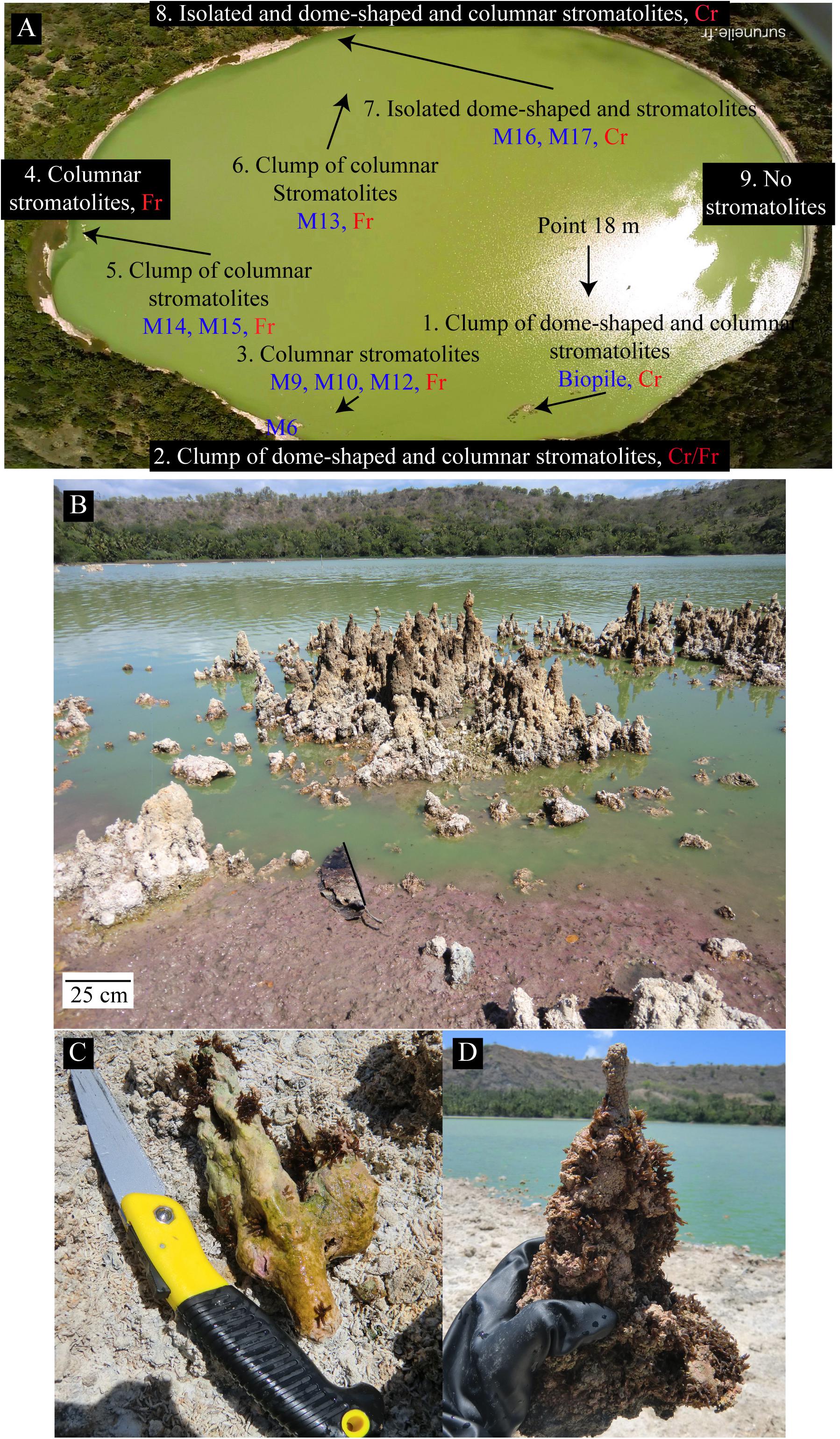 Stromatolite-like deposits. Microfabric details of the