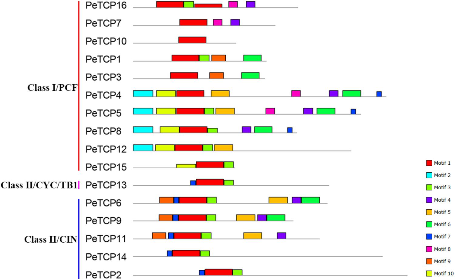 Frontiers | TCP Transcription Factors in Moso Bamboo (Phyllostachys ...