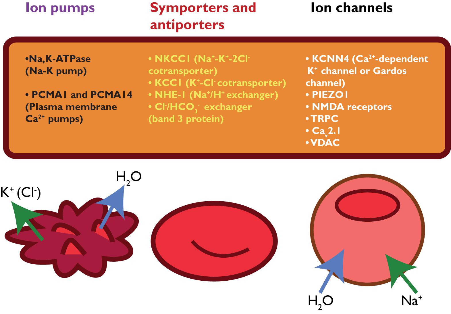 Frontiers Squeezing For Life Properties Of Red Blood Cell Deformability