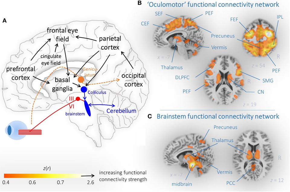 Frontiers  Morphometric and Functional Brain Connectivity