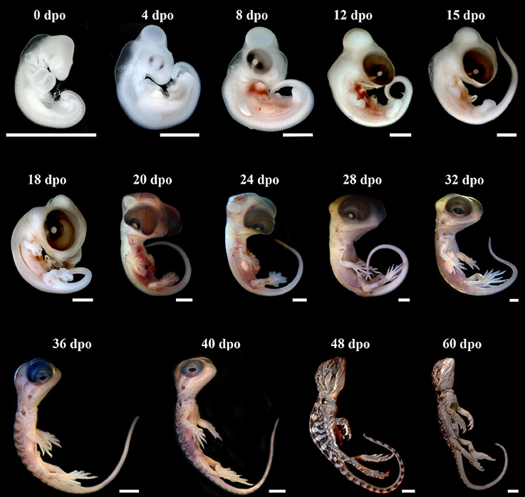Фото эмбрионов на разных стадиях развития