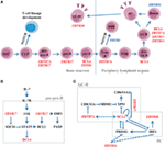 Frontiers | Regulation Of The Development And Function Of B Cells By ...