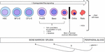 Frontiers | Increased Reactive Oxygen Species and Cell Cycle Defects ...