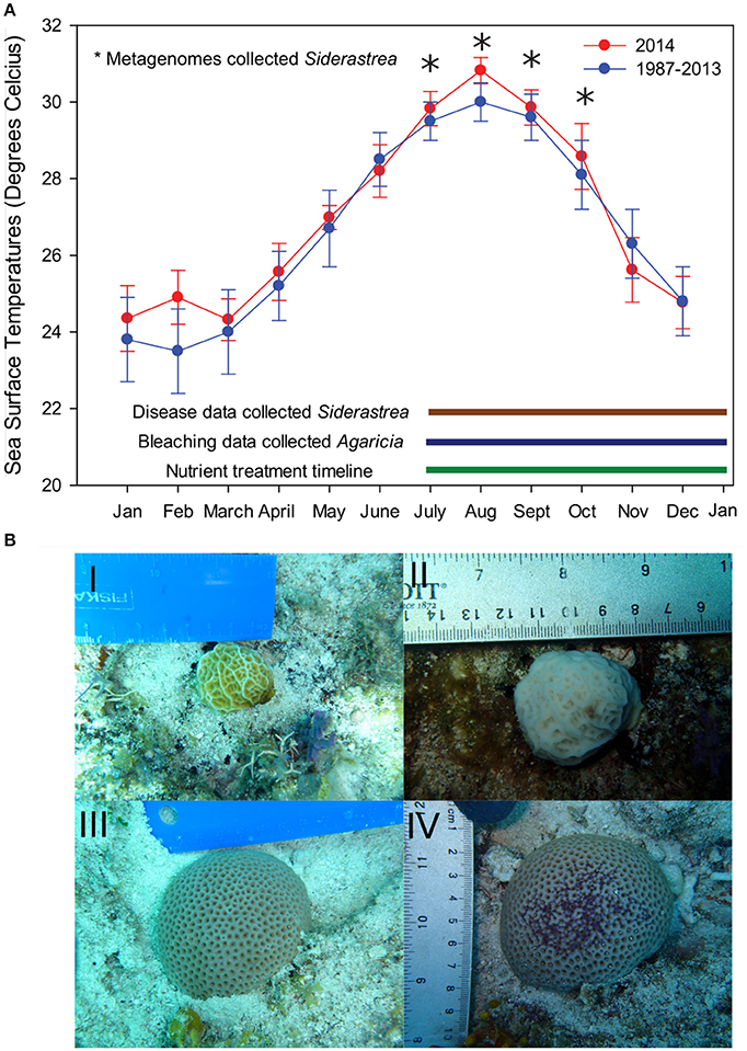 Nitrogen contained in coral provides evidence of human impact on