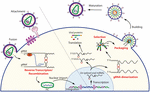 Frontiers | Retroviral RNA Dimerization: From Structure to Functions ...