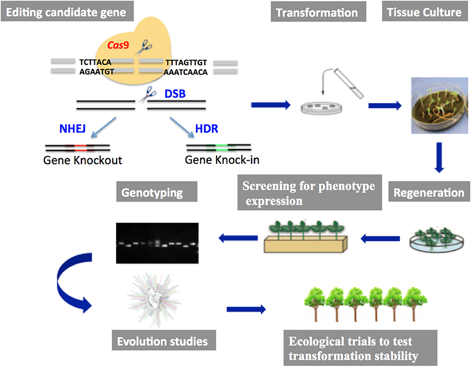gene editing research paper