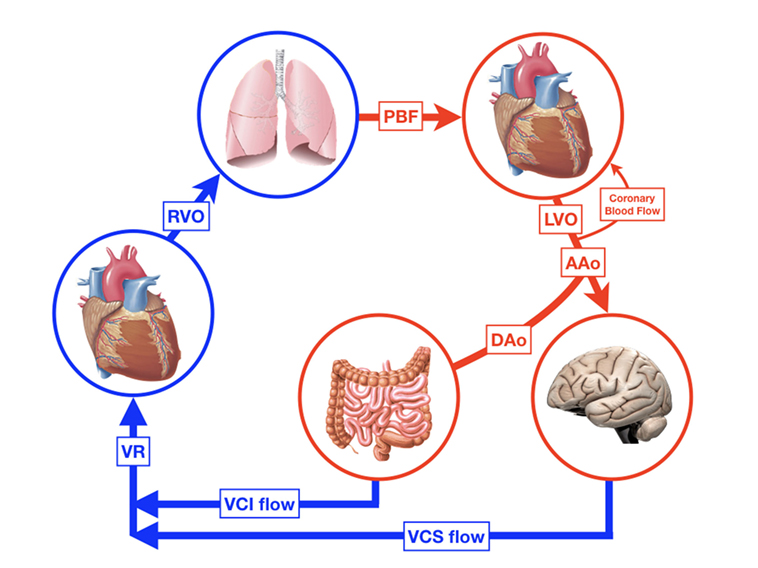 Frontiers  Hemodynamic and Metabolic Assessment of Neonates With