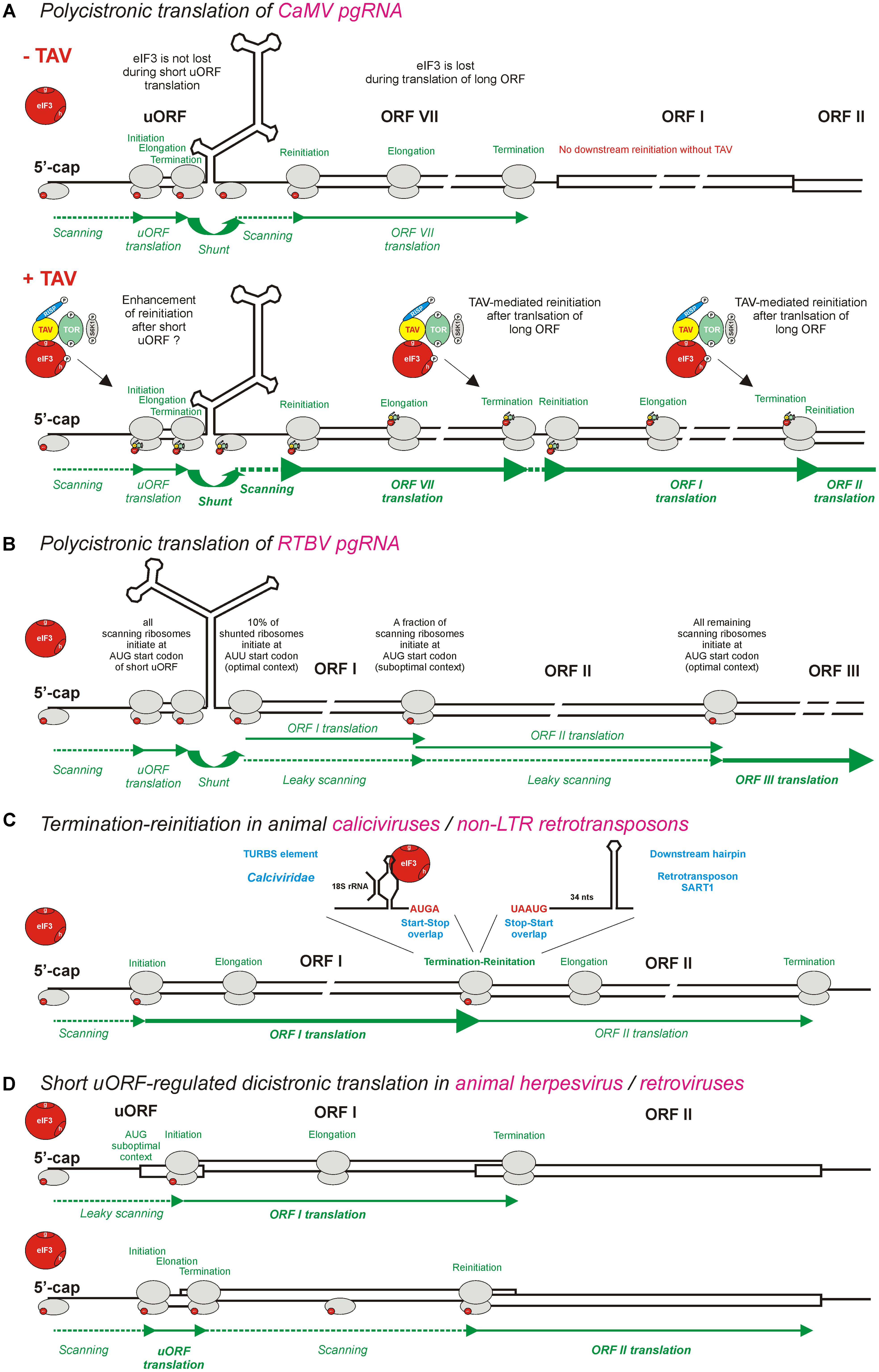 The SIV leader region can drive gene expression in a bicistronic RNA