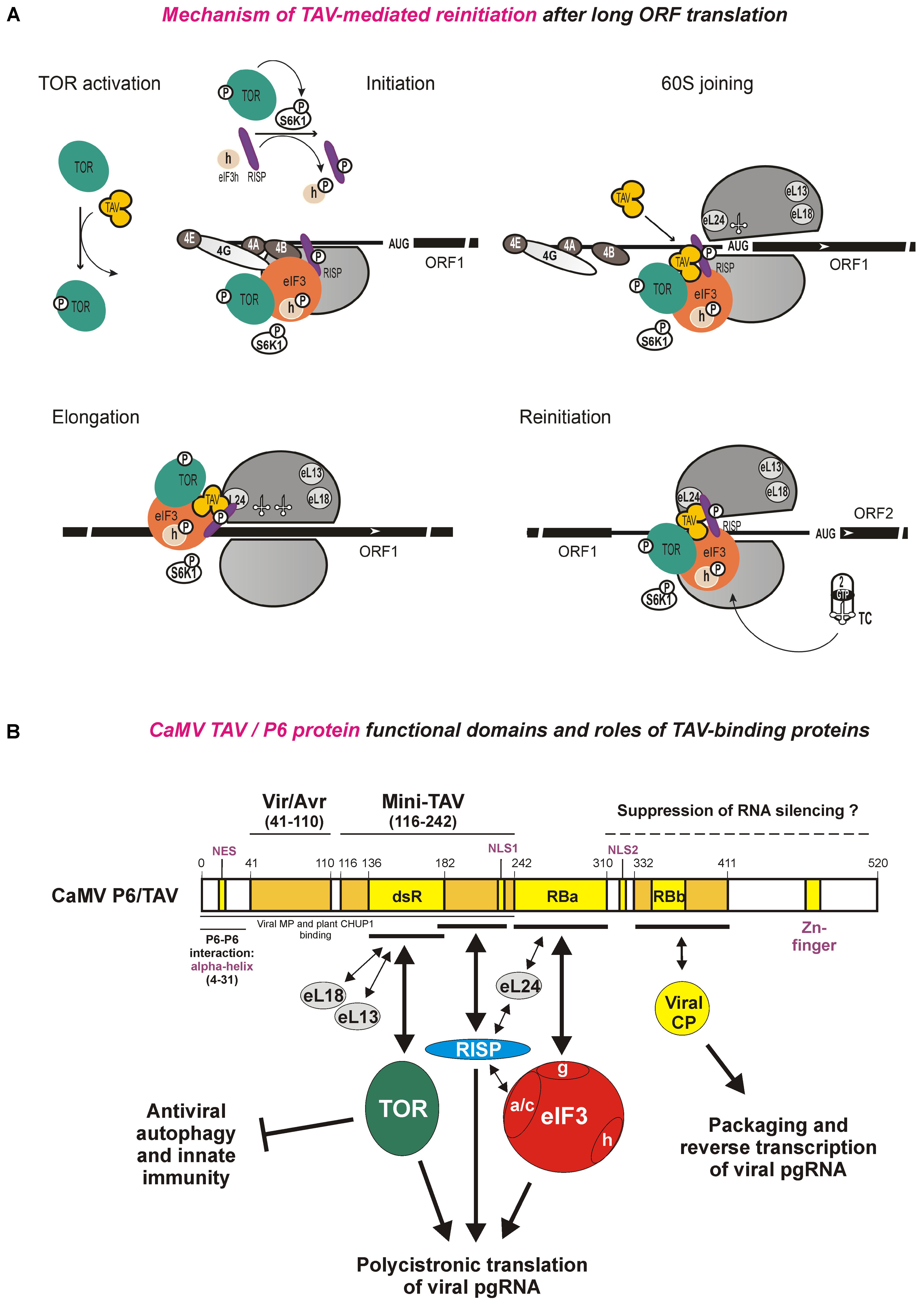 The SIV leader region can drive gene expression in a bicistronic RNA