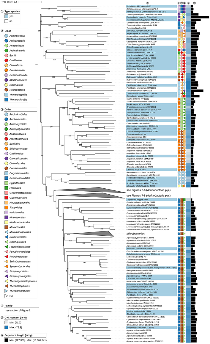 Frontiers Genome Based Taxonomic Classification Of The Phylum Actinobacteria Microbiology