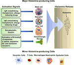 Frontiers | Molecular Regulation of Histamine Synthesis | Immunology