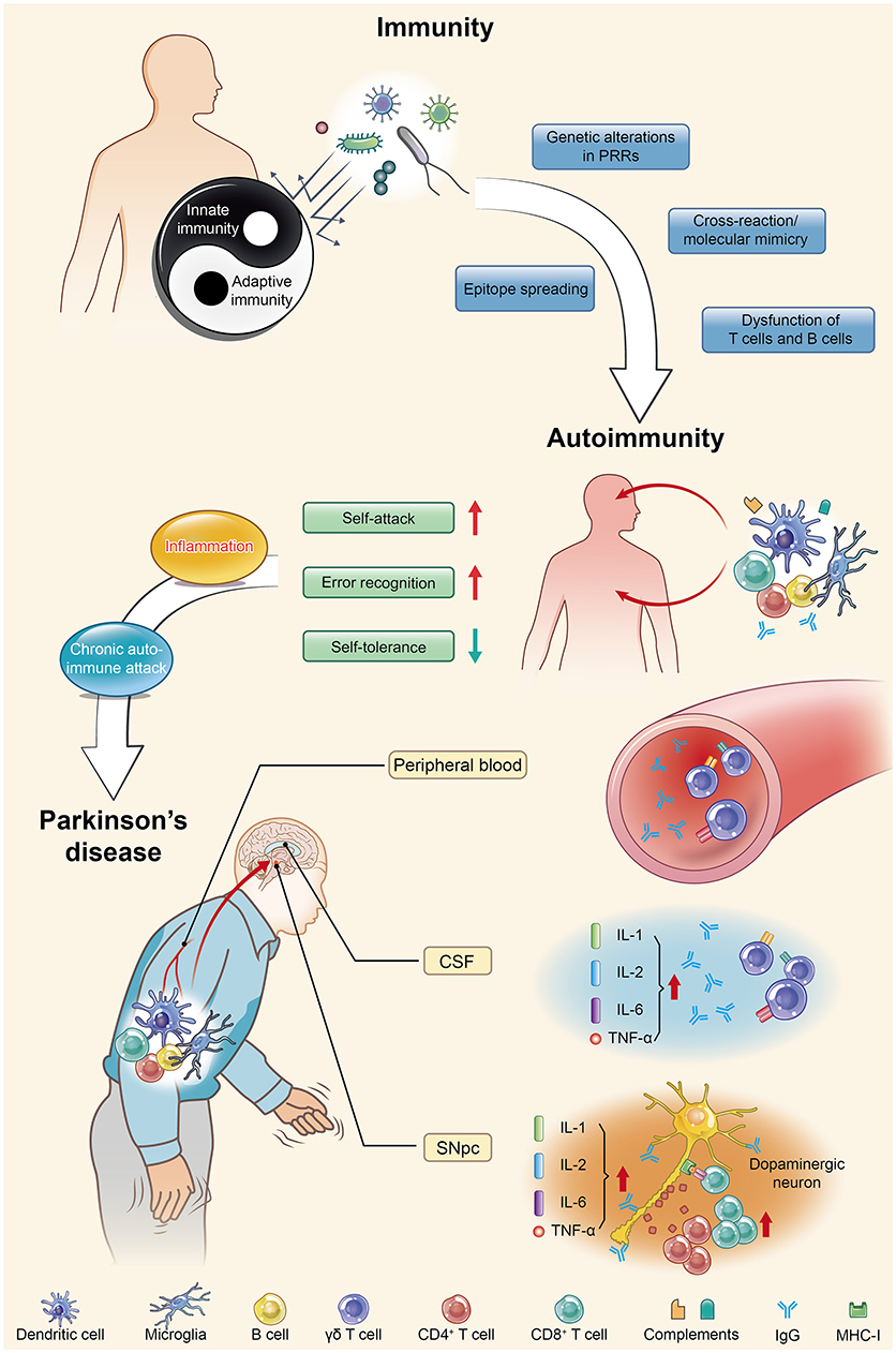 Frontiers The Challenge Of The Pathogenesis Of Parkinson S Disease