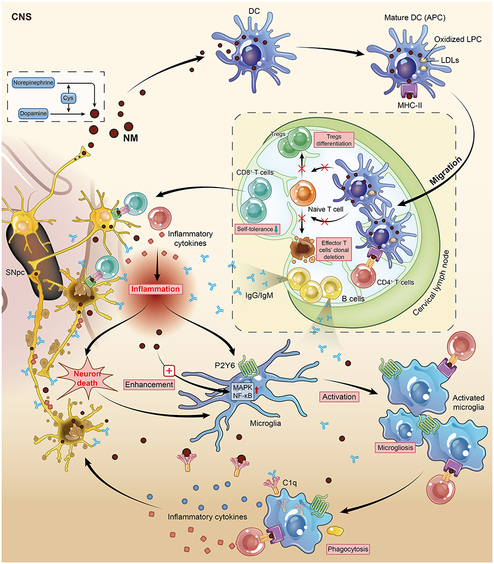 Frontiers | The Challenge of the Pathogenesis of Parkinson's Disease ...