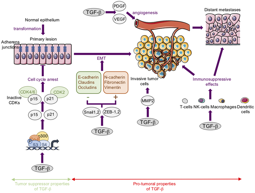 Proteolysis латынь. Гены супрессоры опухолевого роста. Полиморфизм Гена VEGF 634 C/G. TGF Beta Pathway. Увеличение уровня белка VEGF.