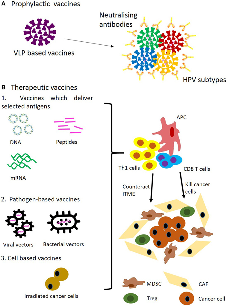 Frontiers | Targeting Head and Neck Cancer by Vaccination