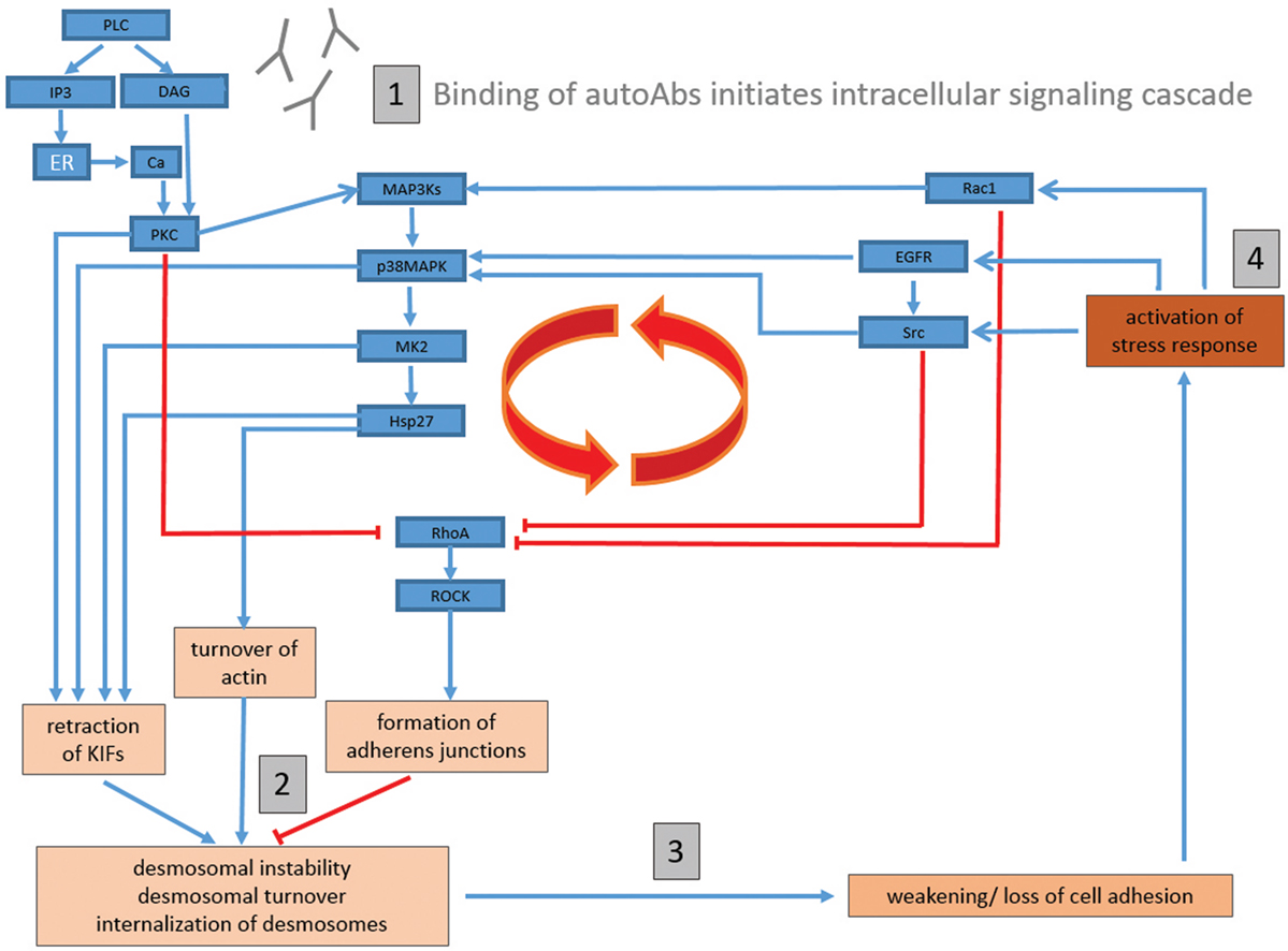 Pathophysiology Of Pemphigus Vulgaris