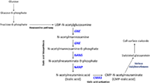 Frontiers | Sialic Acid Metabolism: A Key Player in Breast Cancer ...