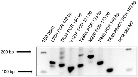 Frontiers Comparison Of Two Molecular Assays For Detection And Characterization Of Aspergillus Fumigatus Triazole Resistance And Cyp51a Mutations In Clinical Isolates And Primary Clinical Samples Of Immunocompromised Patients Microbiology