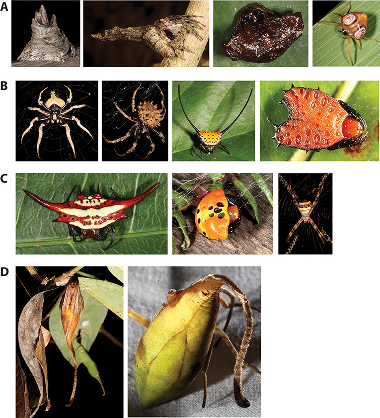 Spider genes put a new spin on arachnids' potent venoms, stunning silks,  and surprising history, Science