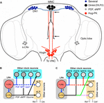 Frontiers | Substrates for Neuronal Cotransmission With Neuropeptides ...