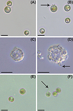 Frontiers | The Bacterial Symbiont Phaeobacter inhibens Shapes the Life ...