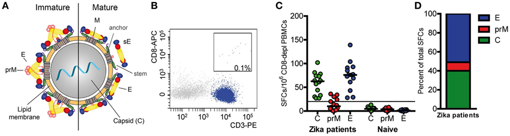 Frontiers Structural Influence On The Dominance Of Virus Specific Cd4 T Cell Epitopes In Zika Virus Infection Immunology
