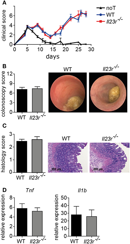 Frontiers Targeting Inflammatory T Helper Cells Via Retinoic Acid Related Orphan Receptor Gamma T Is Ineffective To Prevent Allo Response Driven Colitis Immunology