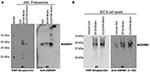 Frontiers | Ubiquitin Receptor RPN13 Mediates the Inhibitory ...