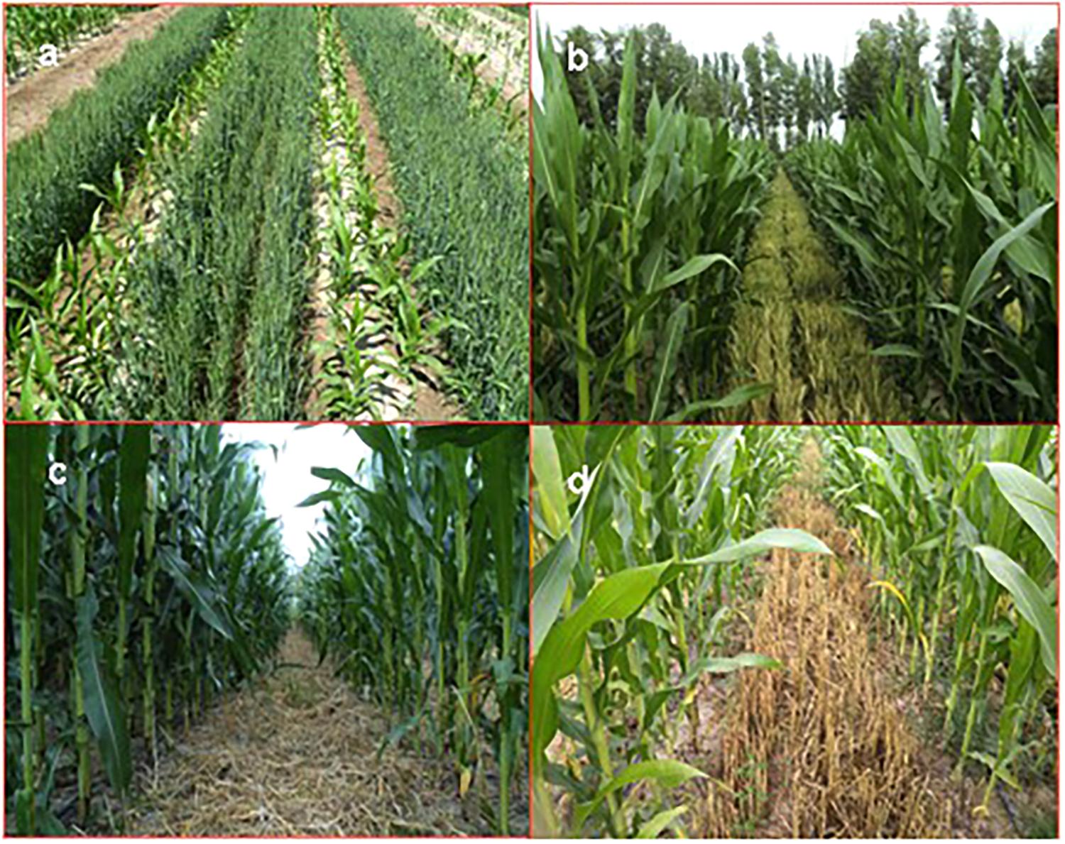 Frontiers Wheat Maize Intercropping With Reduced Tillage And Straw 