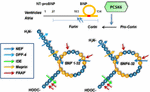 Frontiers | Brain Natriuretic Peptide and Its Biochemical, Analytical ...