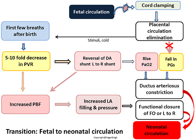 Frontiers | Echocardiographic Evaluation of Transitional Circulation