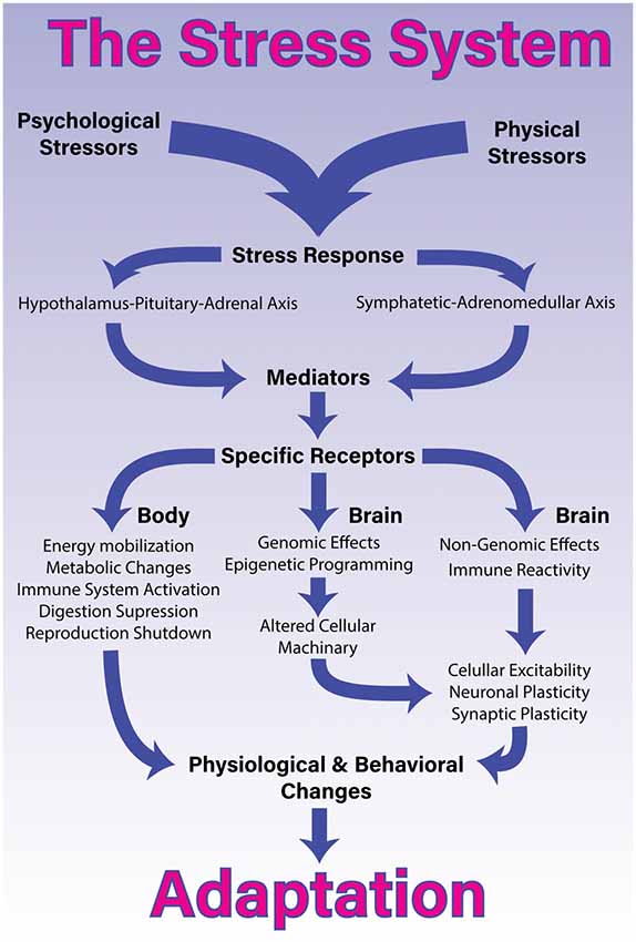 Frontiers A Comprehensive Overview On Stress Neurobiology Basic Concepts And Clinical Implications Behavioral Neuroscience