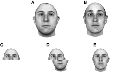 Frontiers | Toward a unified model of face and object recognition in ...