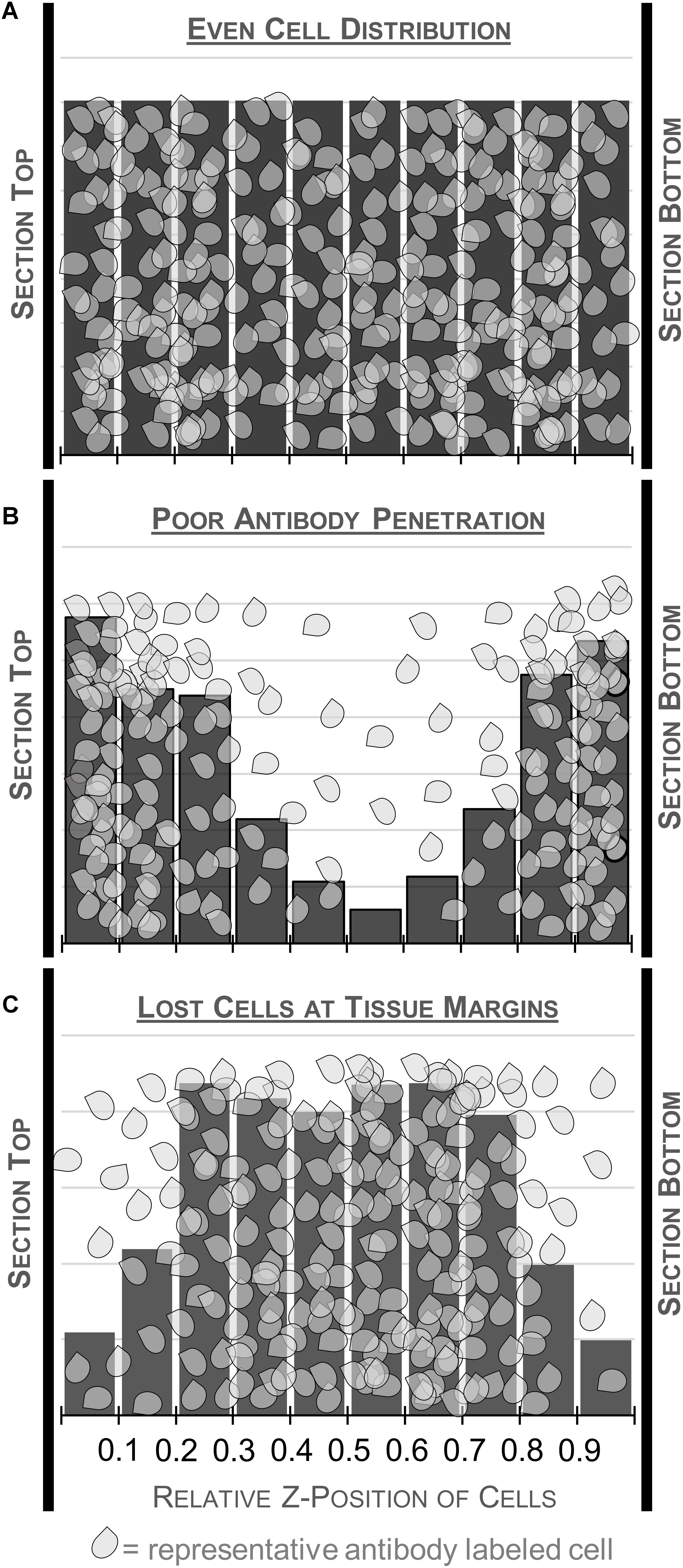 idiosyncratic cell distribution stereology