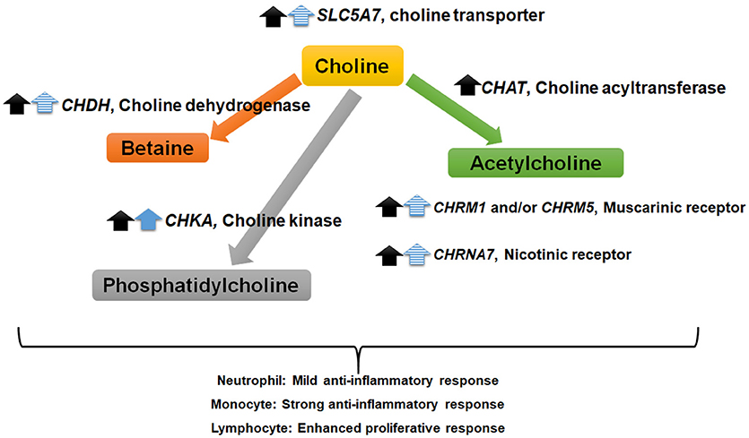 Frontiers | Choline Regulates the Function of Bovine Immune Cells and ...