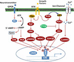 Frontiers | cAMP Response Element-Binding Protein (CREB): A Possible ...