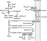 Frontiers | Electron Bifurcation and Confurcation in Methanogenesis and ...