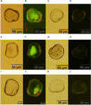 Frontiers | PiggyBac Transposon-Mediated Transgenesis in the Pacific ...